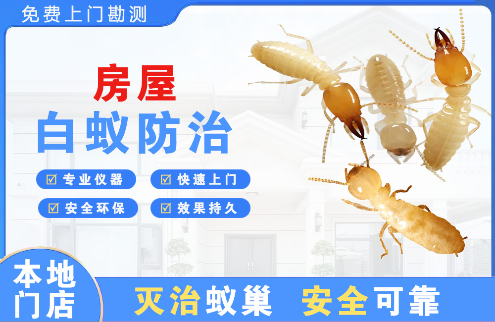 曲靖房屋白蚁防治